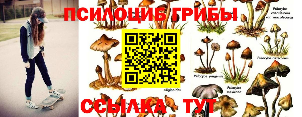 Рузаевка  Галлюциногенные грибы Psilocybine cubensis  Вход с VPN 